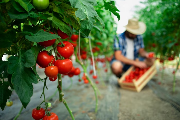 Polyphenol-rich tomato extract as a cardiovascular risk marke